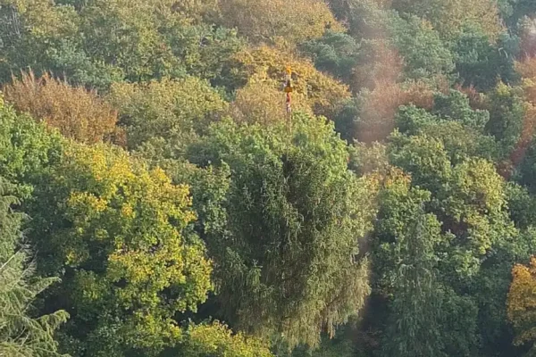 Bosverzorging Bosverzorging